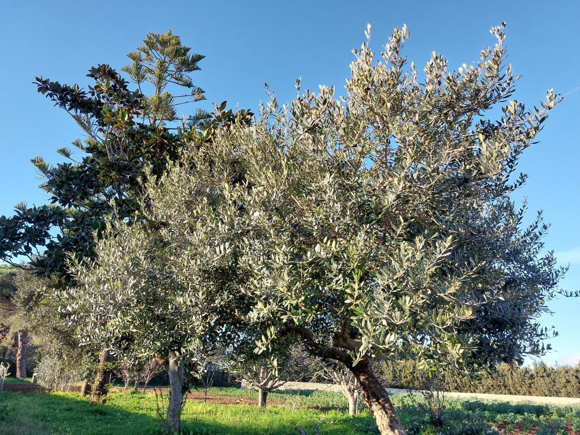 L'Aira Ecchia - Ospitalita Rurale Villa Lecce Eksteriør bilde